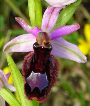 Ophrys bertolonii